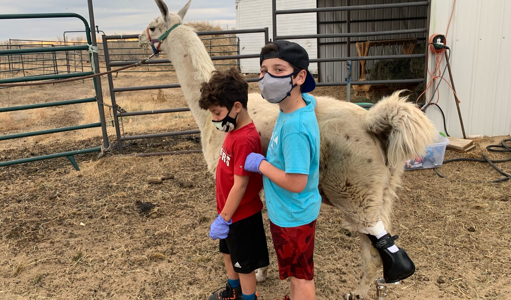 Eric Neufield sons with llama